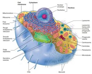 A picture of an Animal cell | Living organisms