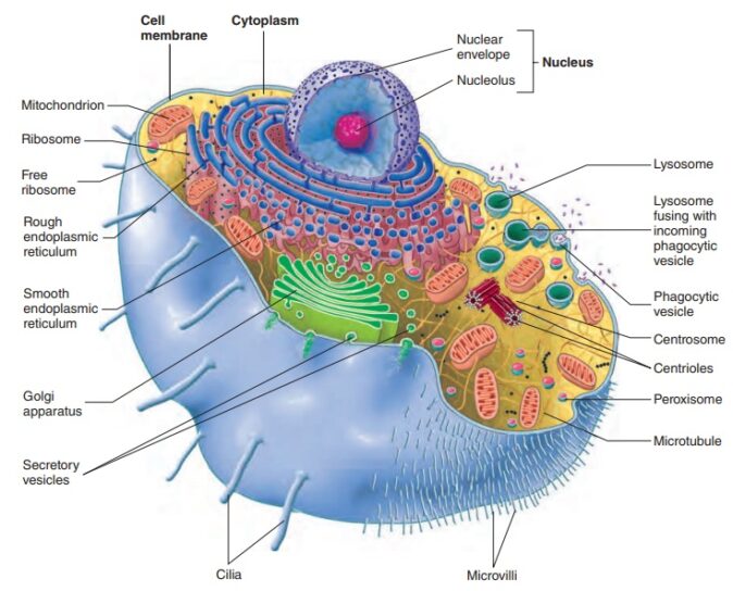 Living Organisms | An image shopwing an animal cell (JAMB Note)
